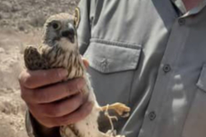 دستگیری متخلف شکار پرندگان و کشف ۱۱ پرنده زنده از وی + تصاویر